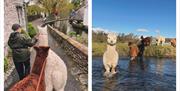 Alpaca Walks and Experiences at All About Alpacas in Cartmel, Cumbria