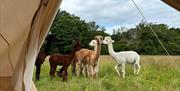 Alpacas at All About Alpacas in Cartmel, Cumbria