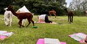 Yoga at All About Alpacas in Cartmel, Cumbria