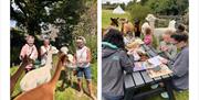 Alpaca Walks and Experiences at All About Alpacas in Cartmel, Cumbria