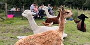 Alpaca Walks and Experiences at All About Alpacas in Cartmel, Cumbria