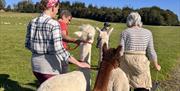 Alpaca Walk at All About Alpacas in Cartmel, Cumbria