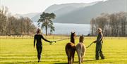 Alpaca Walking at The Lake District Wildlife Park near Bassenthwaite, Lake District
