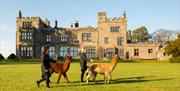 Alpaca Walking on the Armathwaite Hall Estate at The Lake District Wildlife Park near Bassenthwaite, Lake District