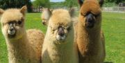 Alpaca Walking at The Lake District Wildlife Park near Bassenthwaite, Lake District