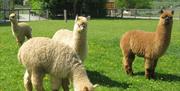 Alpaca Walking at The Lake District Wildlife Park near Bassenthwaite, Lake District