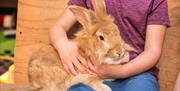 Child Holding a Rabbit at Lakeland Maze Farm Park in Sedgwick, Cumbria