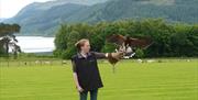 Bird of Prey Experience at The Lake District Wildlife Park near Bassenthwaite, Lake District