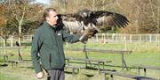 Bird of Prey Experience at The Lake District Wildlife Park near Bassenthwaite, Lake District