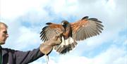 Bird of Prey Experience at The Lake District Wildlife Park near Bassenthwaite, Lake District