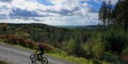 Visitor Cycling in Grizedale Forest on a Bike Hired from BikeTreks Grizedale in the Lake District, Cumbria