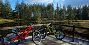 Cycles Hired from BikeTreks Grizedale in the Lake District, Cumbria