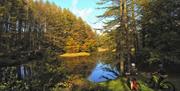 Visitors Cycling in Grizedale Forest on a Bike Hired from BikeTreks Grizedale in the Lake District, Cumbria