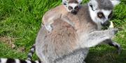 Lemurs at The Lake District Wildlife Park in Bassenthwaite, Lake District