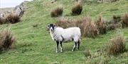 Sheep at Birchbank Cottage in the Lake District, Cumbria