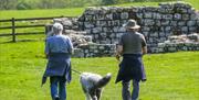 Visitors Walking a Dog at Birdoswald Roman Fort near Brampton, Cumbria