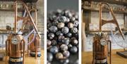 Stills and Juniper Berries at Gin Making Workshops at Black Cat Distillery at Brougham Castle near Penrith, Cumbria