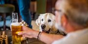 Dog at the bar at The Brackenrigg Inn in Ullswater, Lake District