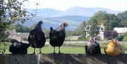 Chickens at Brackenthwaite Farm in Carnforth