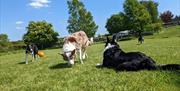 Dogs Playing in Enclosed Dog Field at Brackenthwaite Farm in Carnforth