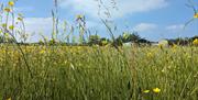 Wildflower Field at Brackenthwaite Farm in Carnforth