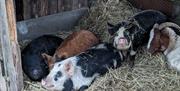 Pigs at Brackenthwaite Farm in Carnforth