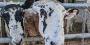 Sheep at Brackenthwaite Farm in Carnforth