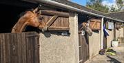 Horses in stables at Brackenthwaite Farm near Arnside, Cumbria