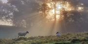 Sheep on the Lawn at Dawn, with Sunlight breaking through the Trees and Mist at Brathay Trust in Ambleside, Lake District