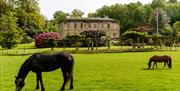 Exterior View of The Fitz and Grounds in Cockermouth, Lake District, with Horses in the Foreground