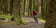 Visitor on a mountain biking trail at Whinlatter Forest in the Lake District, Cumbria