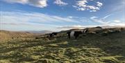 Local Cattle at Eycott Hill Nature Reserve in the Lake District, Cumbria