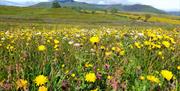 Wildflowers at Eycott Hill Nature Reserve in the Lake District, Cumbria