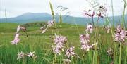 Wildflowers at Eycott Hill Nature Reserve in the Lake District, Cumbria