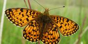 Butterflies and Wildlife at Eycott Hill Nature Reserve in the Lake District, Cumbria