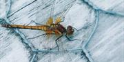 Insect at Foulshaw Moss Nature Reserve in Witherslack, Cumbria