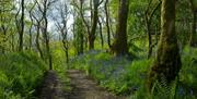 Path on Wildlife Tour with Cumbria Wildlife Trust in Staveley Woodlands Nature Reserve, Lake District