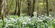 Wildflowers on Wildlife Tour with Cumbria Wildlife Trust in Staveley Woodlands Nature Reserve, Lake District