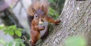 Red Squirrels at Smardale Gill Nature Reserve near Kirkby Stephen, Cumbria