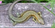 Lizard at Smardale Gill Nature Reserve near Kirkby Stephen, Cumbria