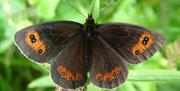 Butterfly at Smardale Gill Nature Reserve near Kirkby Stephen, Cumbria