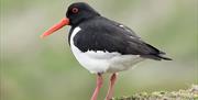 Wildlife at South Walney Nature Reserve at Barrow-in-Furness in Cumbria