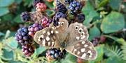 Butterfly at South Walney Nature Reserve at Barrow-in-Furness in Cumbria