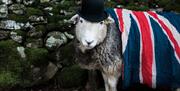 Herdwick Sheep, Cable & Blake in Kendal, Cumbria