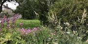 Wildflowers in the garden at Cottesloe in Greystoke Gill, Cumbria