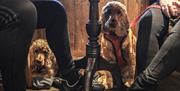 Dogs at The Crown Inn in Coniston, Lake District