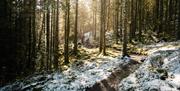 Cyclewise in Whinlatter Forest in the Lake District, Cumbria