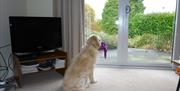 Dog with Toy in the Lounge at Roman How near Windermere, Lake District