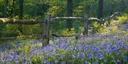 Bluebell Wood at Brantwood, Home of John Ruskin in Coniston, Lake District