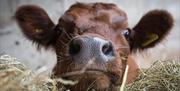 Cow at Lakeland Maze Farm Park in Sedgwick, Cumbria